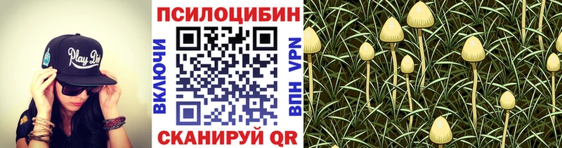 Псилоцибиновые грибы Psilocybe  ОМГ ОМГ как войти  Нижние Серги 